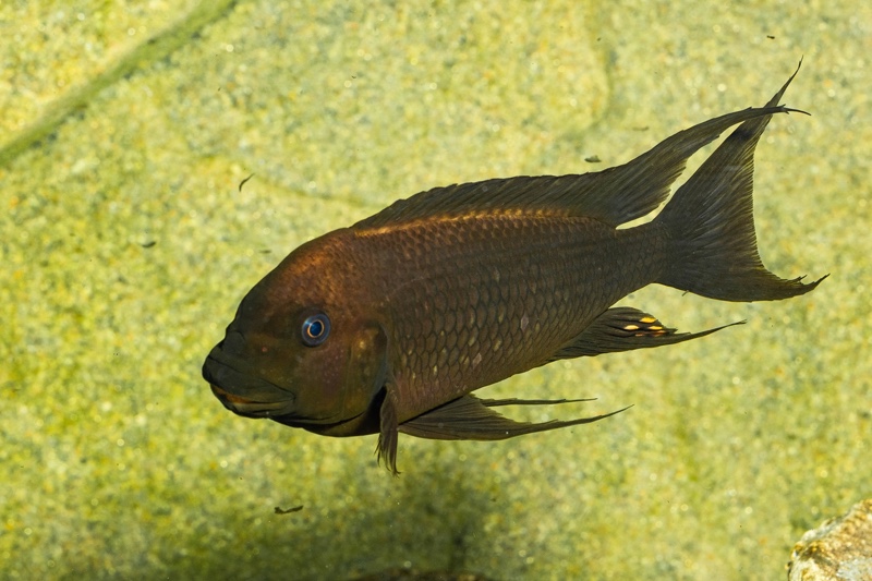 Petrochromis trewavasae 'Moliro'